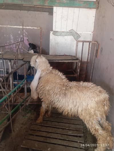 kajli sheep 4 dant full active