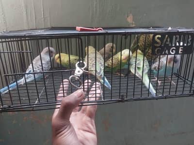 10 pice split blackwing possible hogo patha