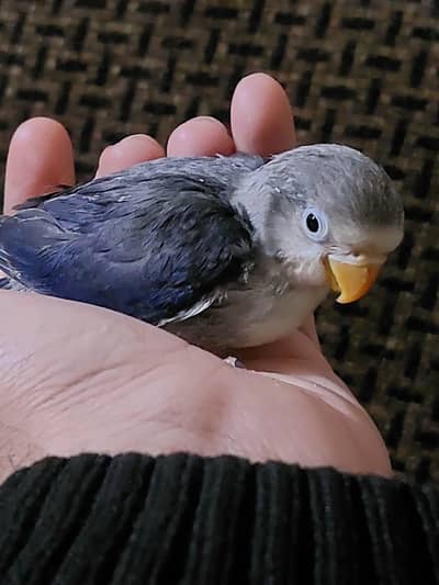 Love bird chick