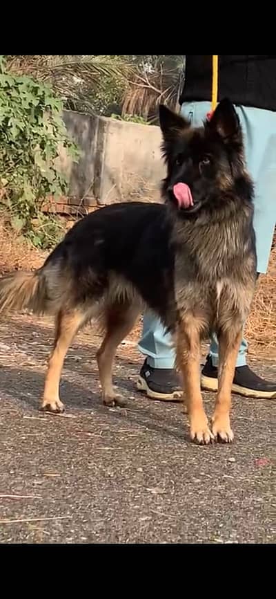German shepherd female| double coat puppy | GSD | puppy for sale
