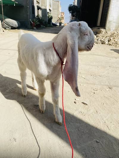 Gulabi Male For Sale