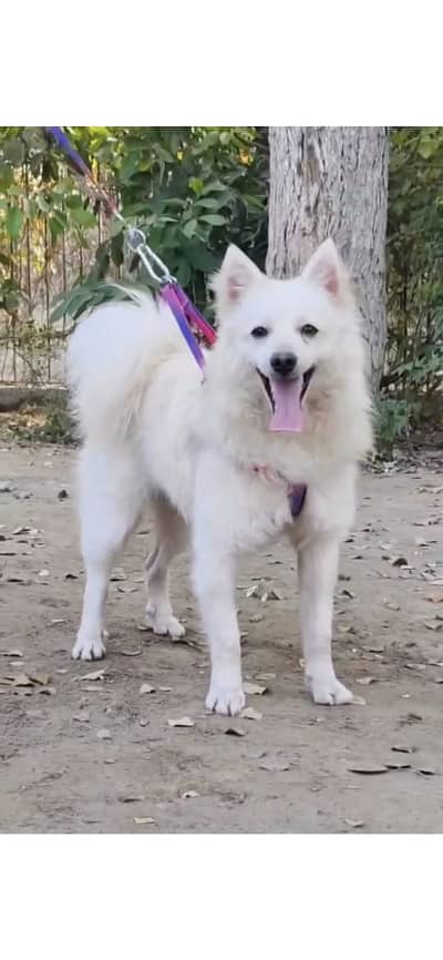 Russian puppy / pink nose Russian  Russian male for sale