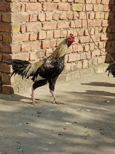 do murge ek murgi hai