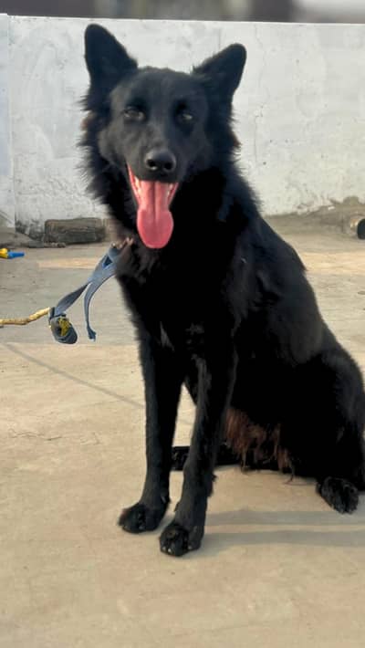 Black-German-Shepherd-Rare-Colour-Fully-Vaccinated-Strong&Friendly
