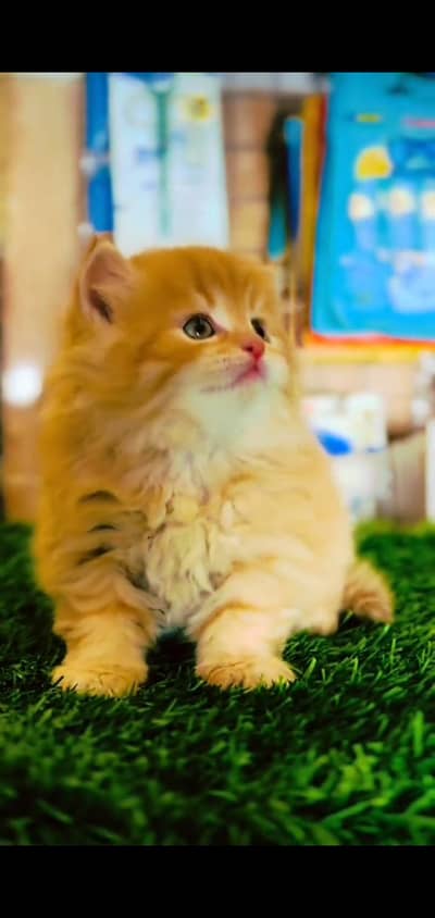 pure Persian cat brown colour vaccinated triple coated