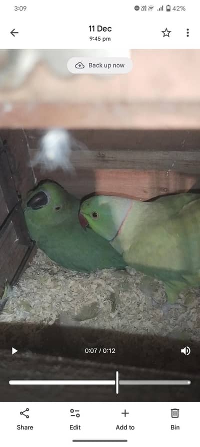 green parrots breeder pair