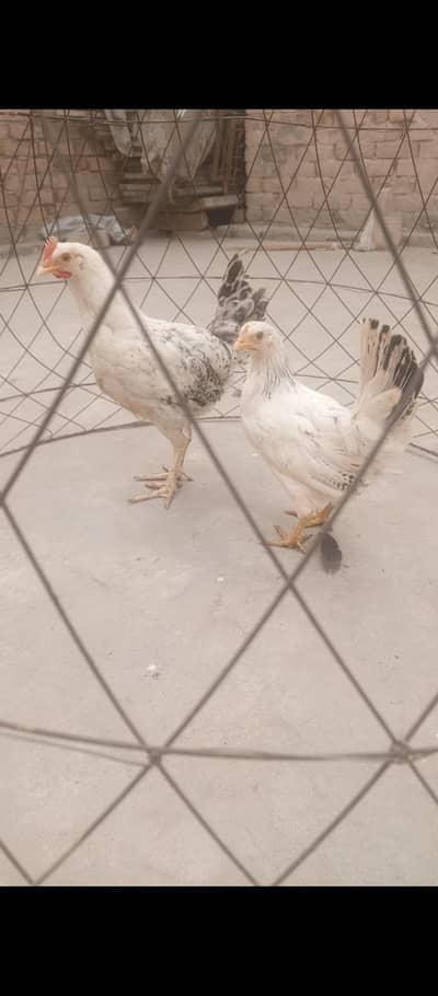 good quality call 03176685273