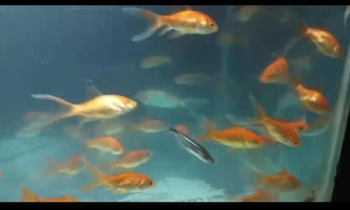 Selling Shipping king Size:3inch best quality