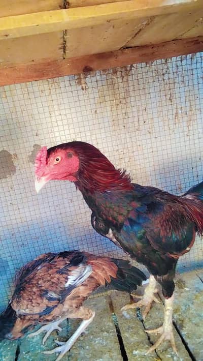 Aseel Murghy Or Murghiyan