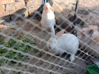 NewZeland  Breeder Pair for Sale