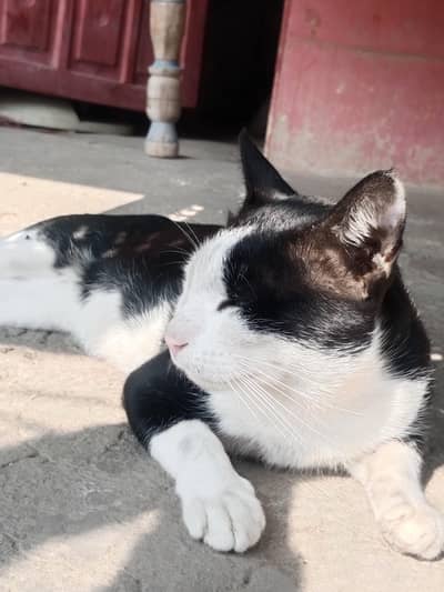 this Tom is very beautiful with here pattern