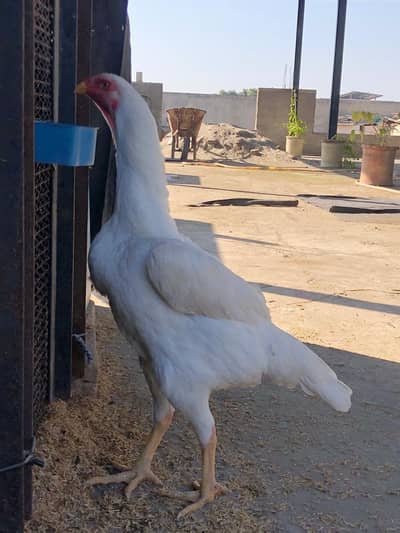 outstanding female. . extra ordinary . . breader female