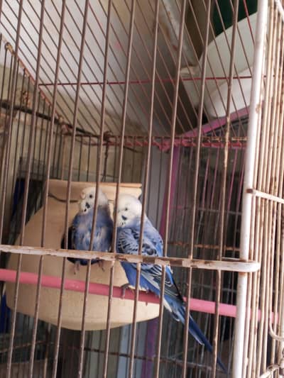 Australian breeder pear