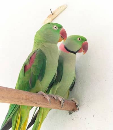Parrots For Sale