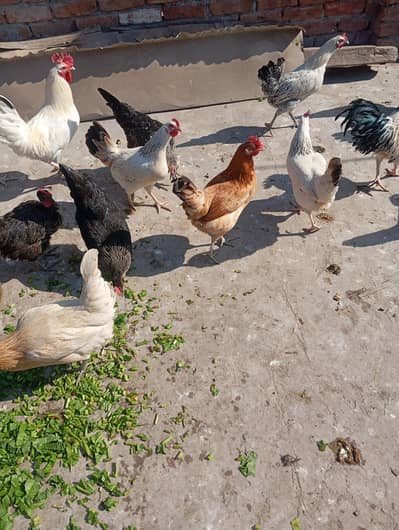 astrolop and golden misri