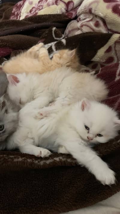 persian cat kitten