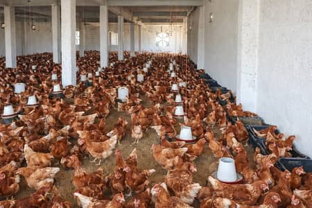 lohman brown| lohman black |eggs laying lohman brown hen |murghi |eggs