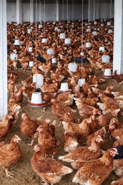 lohman brown| lohman black |eggs laying lohman brown hen |murghi |eggs