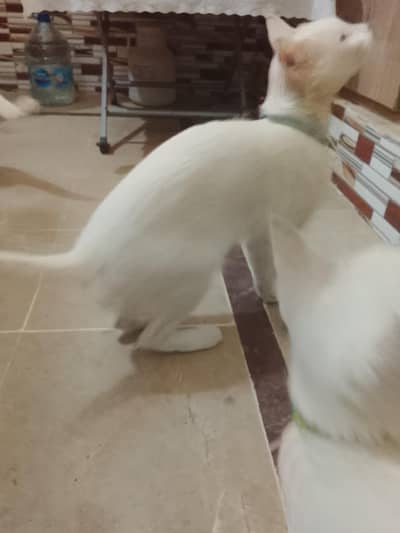 for sale reason going abroad