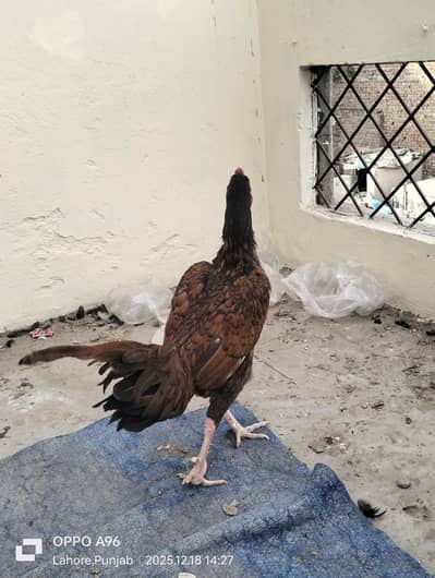 Aseel murga ghr ka bacha h