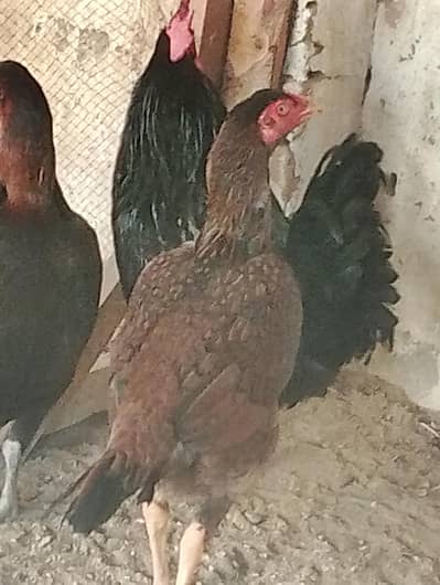 Thai aseel breed for sale available all over punjab