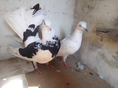 Fantail+Highflyer pair best quality