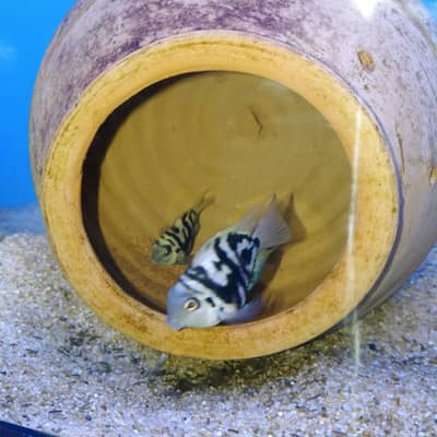 polar blue and red jewel breeder pair for sale . . . . . . .