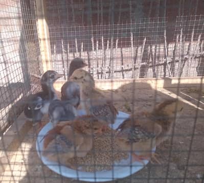 mianwali aseel  chicks