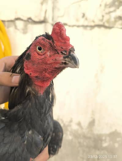 lasani aseel highquality forsale aikankh SA kaanaha wtpnum 03468774736