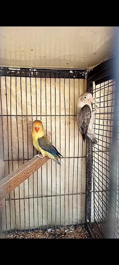 love birds pair with 3chicks for sell