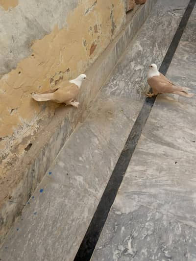 Karbala + Pishori pathay