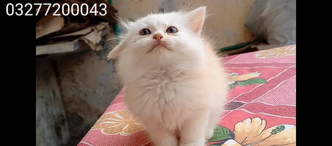 pure pershion more than triple coated female kitten available