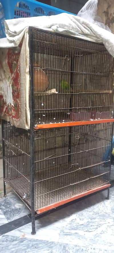 cage with Australian parrots