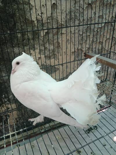 very beautiful and good quality bird