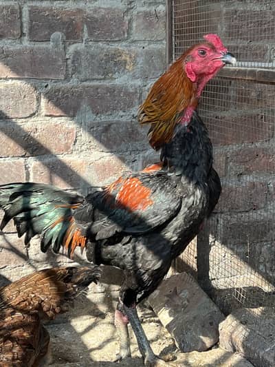 Pure dragon turkish pakoya aseel male