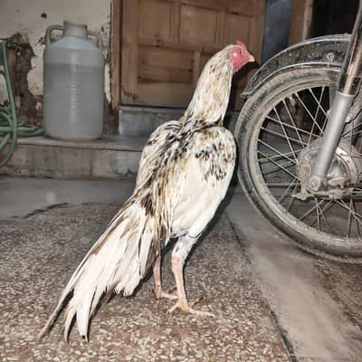 pure Quality Aseel murga