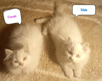 3 Months Old Persian Kittens for Sale