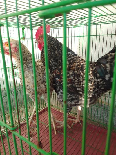 play mouth pair sell at reasonable price