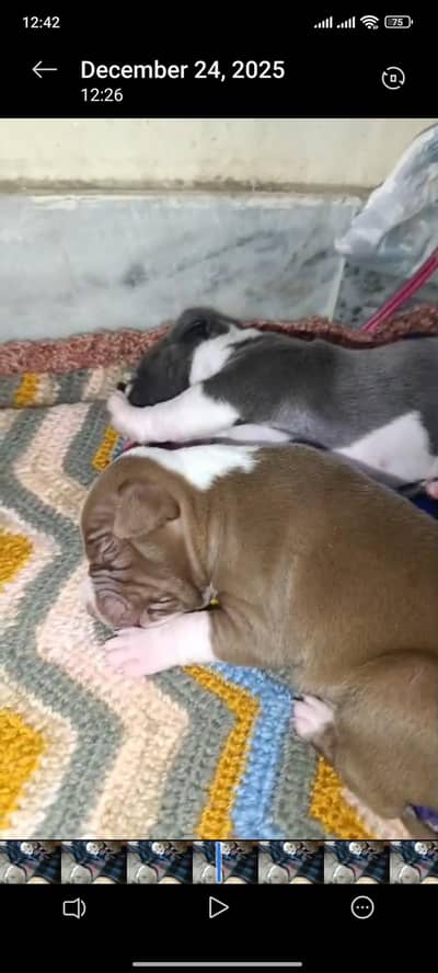 American Bully pups