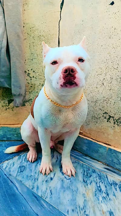 crossing  female dog