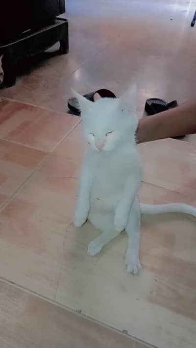 abhi chote hai 2 years ke hai jab bare honge to bare bare ball ayengy