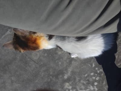 cat prchein food chkin and milh and watter