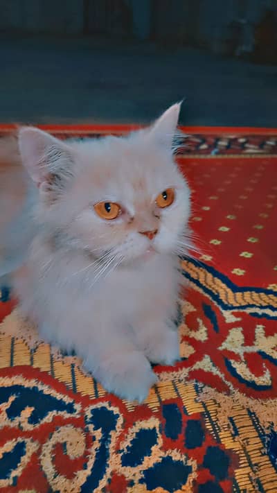 punch face female cat