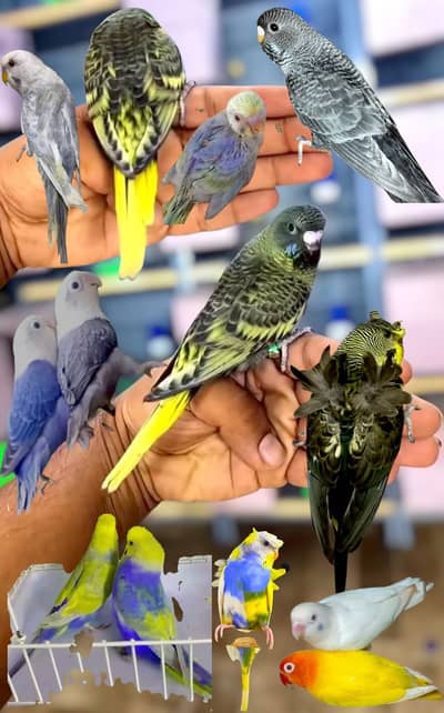 Love Birds For Sale | Albino | Pastelino | Parrots