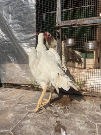 Pure white oh shamo female