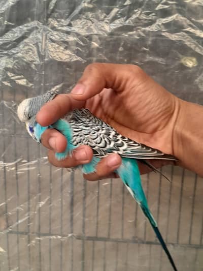 under exhibition lutino pair and a under exhibition breeder male