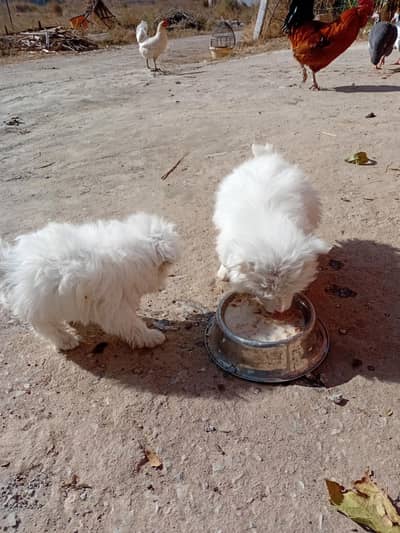 puppy dog age 2 months male+female  donu jora ha