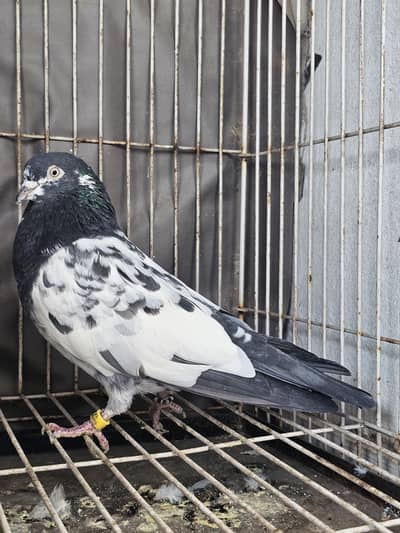 Teddy Quality Kabooter