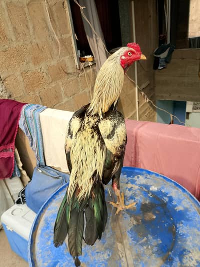 Mashallah high Quality jawa 03422719740