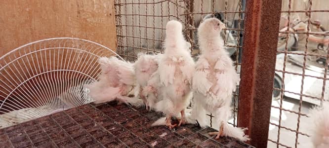 white heavy buff Cochin Chick